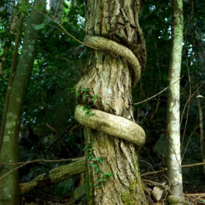 Vine Strangling a Tree